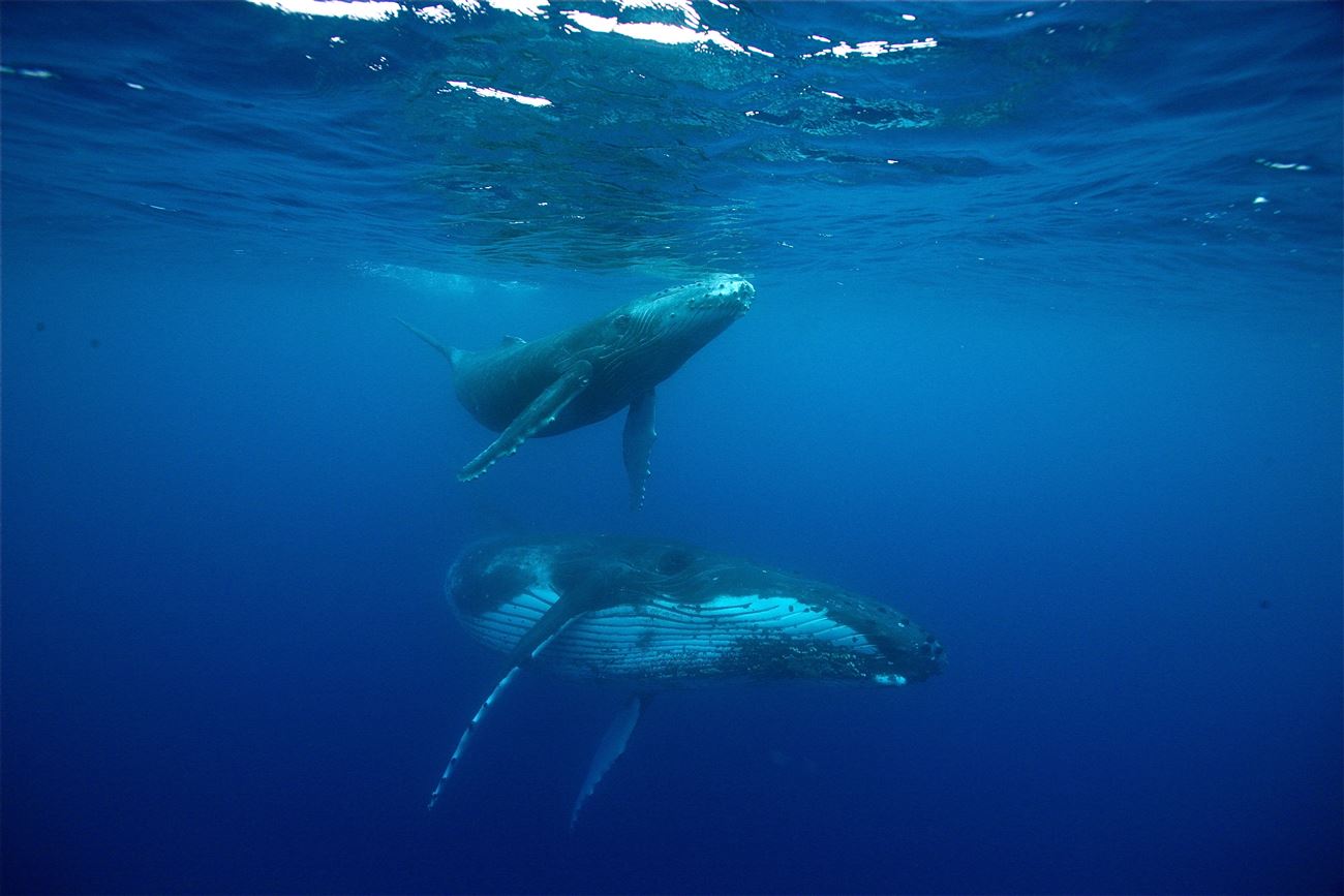 Walbeobachtung Tahiti - 3 Stunden - Polynesia Select