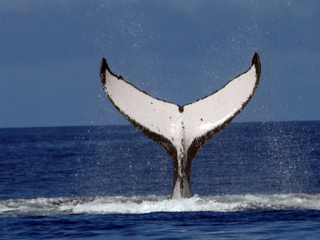 Walbeobachtung Moorea - 3 Stunden - Polynesia Select